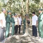 Cao su Bà Rịa – Kampong Thom vượt 10% kế hoạch sản lượng