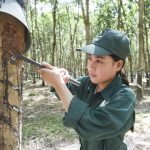 Cao su Bà Rịa Kampong Thom: Nhiều giải pháp cho vườn cây năng suất cao
