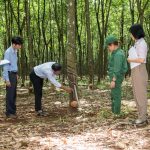 Tổ chức mạng lưới kiểm tra kỹ thuật thu hoạch mủ và quản lý kỹ thuật vườn cây cao su kinh doanh