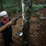 Malaysia khắc phục tình trạng thiếu lao động cao su