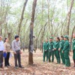 Cao su Phú Riềng: Duy trì năng suất vườn cây ổn định 2,26 tấn/ha
