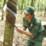 Cao su Bình Thuận: Linh hoạt tổ chức sản xuất với vườn cây thiếu lao động