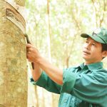 Tổ chức mạng lưới kiểm tra kỹ thuật thu hoạch mủ và quản lý kỹ thuật vườn cây cao su kinh doanh