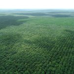 Quy định chống phá rừng của liên minh châu Âu - cơ hội mới cho ngành cao su Việt Nam