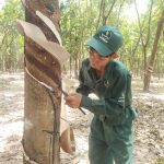 Anh Phan Nim - Giải nhất Bàn tay vàng Cao su Tân Biên Kampong Thom: Cây cao su cho tôi cuộc sống tố...