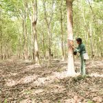 Tự hào màu xanh cao su