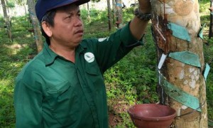 Anh Lê Văn Lịch - đội phó Đội III, kiêm chủ tịch công đoàn Bộ phận đang sửa lại đường mủ chảy bị lệch miệng cạo cho ngay ngắn vào chén hứng mủ cho công nhân