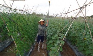 Trông rau ở TP.Kon Tum