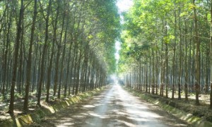 Vườn cây Cao su Việt - Lào. Ảnh: Vũ Phong