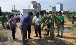 Nông dân tham quan mô hình trồng thanh long ruột đỏ hữu cơ của Tập đoàn Quế Lâm tại huyện Châu Thành, Long An.