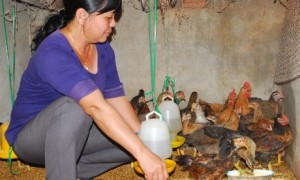Ngoài những giờ cạo thêm trên lô chị Lan còn tranh thủ chăn nuôi thêm gia súc, gia cầm.