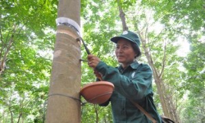 Công ty áp dụng chế độ cạo D4, mủ để đông tại vườn, sau 4 ngày mới thu về lán.