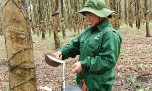 Công nhân NT Dục Nông, Cao su Kon Tum