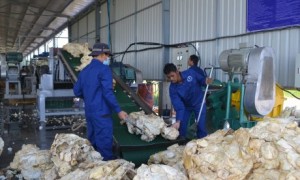 Sản xuất mủ tại Nhà máy chế biến Công ty CPCS Chư Sê – Kampong Thom. Ảnh: P.Long.