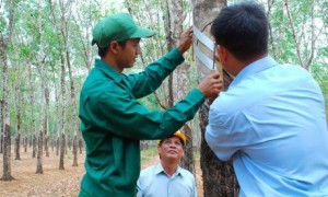 Cán bộ kỹ thuật Đội 14 hỗ trợ Siu Phôn thiết kế bảng cạo cho mùa khai thác mới.