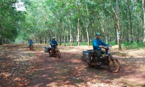 Nét mặt rạng rỡ của CN trên đường đi trút mủ.