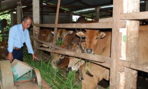 Mô hình chăn nuôi bò của anh Trần Trung Kiến – NT Thống Nhất.