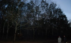 Lãnh đạo công ty và nông trường giám sát công tác phun thuốc tại NT Bờ Ngoong.