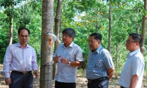 Phó TGĐ VRG Trần Công Kha kiểm tra công tác khai thác tại các đơn vị Tây Nguyên. Ảnh: Văn Vĩnh