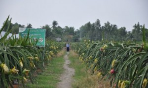 Mô hình trồng thanh long hữu cơ của Tập đoàn Quế Lâm tại Long An.