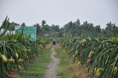 Mô hình trồng thanh long hữu cơ của Tập đoàn Quế Lâm tại Long An.