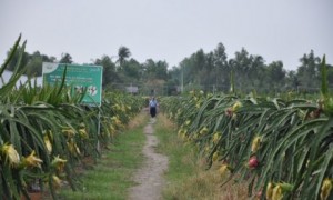 Mô hình trồng thanh long tại hộ ông Nguyễn Ngọc Tài, Châu Thành, Long An.