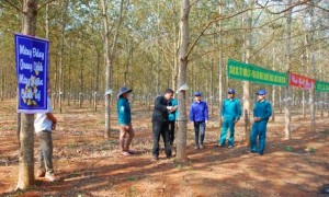 TGĐ công ty thực hiện nghi thức ra quân cạo mủ đầu năm