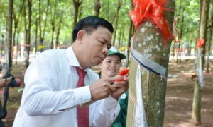 TGĐ Cao su Phú Riềng Lê Tiến Vương thao tác cạo mủ trong lễ ra quân