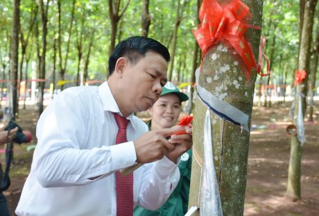 Ông Lê Tiến Vượng - TGĐ Công ty TNHH MTV Cao su Phú Riềng thao tác cạo mủ trong lễ ra quân.   