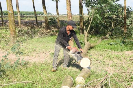 Công nhận gỗ cao su thanh lý là sản phẩm cao su sẽ tạo thuận lợi hơn cho doanh nghiệp trồng cao su trong điều kiện khó khăn hiện nay. Ảnh: Vũ Phong