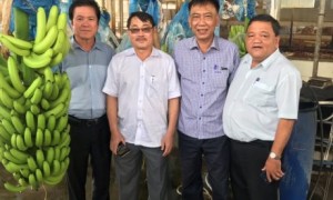 Ông Phạm Văn Thành – Thành viên HĐQT, Trưởng Ban KHĐT VRG (thứ 2 trái sang) và lãnh đạo công ty tham quan sản phẩm chuối sau thu hoạch.