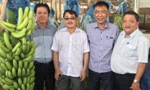 Lãnh đạo VRG và công ty kiểm tra dự án chuối cây mô