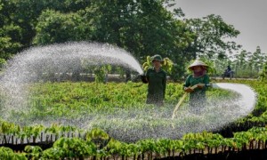 Hình ảnh đầy sức sống của vườn ươm hay xuất hiện trong thơ của NLĐ trong ngành. Ảnh: Trần Văn Sơn