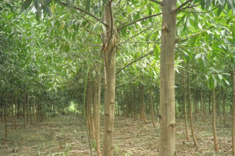   Trồng keo lai lấy gỗ đem lại giá trị kinh tế cao 