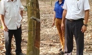 Lãnh đạo NT Lai Uyên kiểm tra vườn cây
