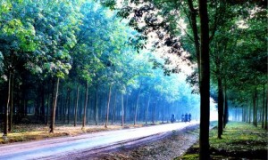 HINH - DAU TIENG - Copy