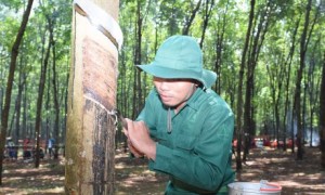 Công nhân trên vườn cây Công ty TNHH Cao su Việt - Lào