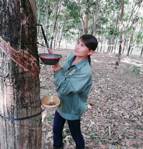 Nữ đảng viên Kiều Thị Tuyết với công việc hàng ngày trên vườn cây. 