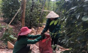 Với công việc hái tiêu, CN kiếm thêm thu nhập 6 triệu đồng/tháng trong mùa nghỉ cạo.