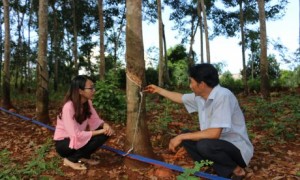 Anh Nguyễn Yên giới thiệu hệ thống thu gom mủ với phóng viên.