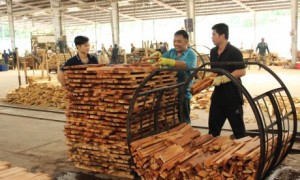 Chế biến gỗ cao su tại Công ty CP Gỗ Dầu Tiếng. Ảnh: Bình Nguyên.