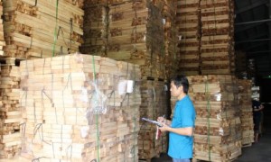 Chế biến gỗ tại Công ty CP Gỗ Dầu Tiếng. Ảnh: Bình Nguyên