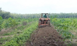 Nông trường sử dụng máy cày ngầm thay lao động thủ công trên vườn cây KTCB. Ảnh: Phan Thắng