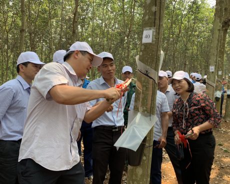 Đại biểu tham dự buổi lễ mở cạo khai thác vườn cây cao su năm 2019.