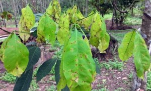Cao su bị nhiexm bệnh corynespora