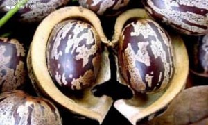 Quả cao su chín được tách vỏ. Ảnh: ST