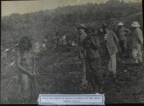 Thực dân Pháp sử dụng lao động nữ phá rừng trồng cao su