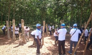 Đến cuối năm 2017, Côte d’Ivoire đã đạt 650.000 ha cao su. Trong ảnh: Đào tạo nghề cho người dân.