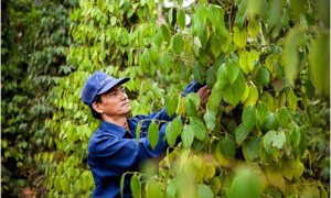 Tăng gia sản xuất. Ảnh Lê Tuệ
