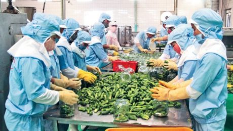 Nông sản Việt có nhiều cơ hội vào thị trường EU. 